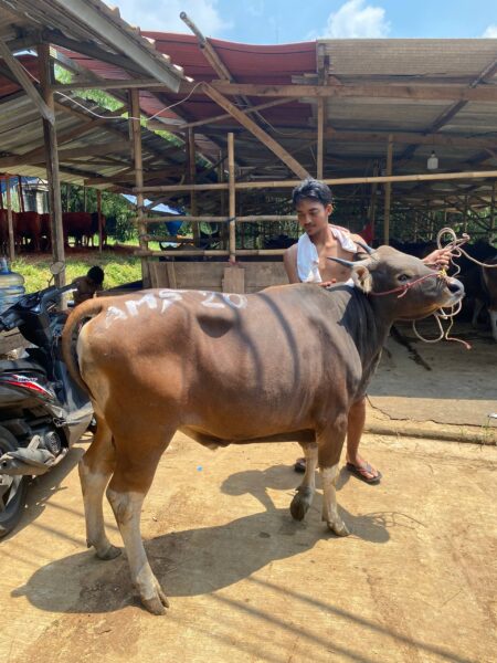 Sapi NO 08