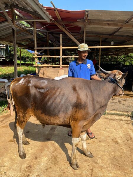 Sapi NO 09