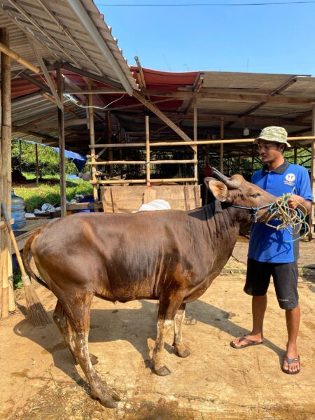 Sapi NO 10