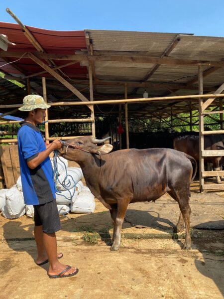 Sapi NO 11