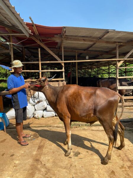 Sapi NO 12