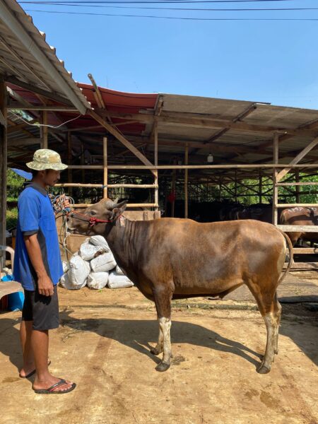 Sapi NO 13
