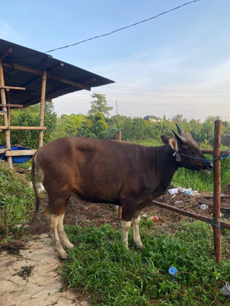 Sapi NO 32