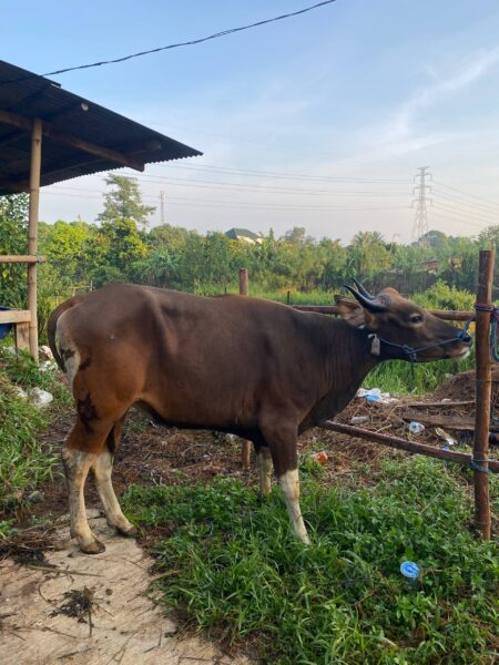 Sapi NO 37