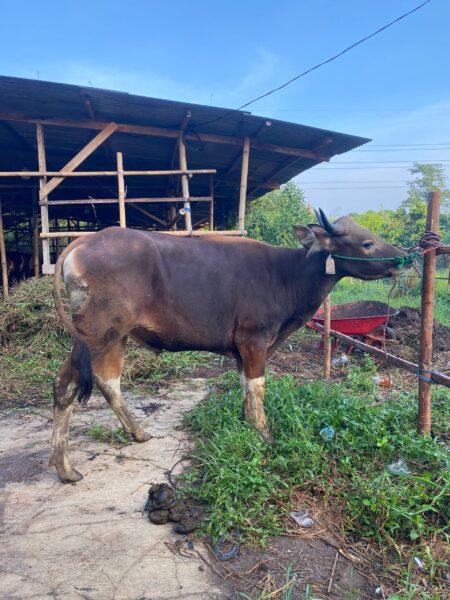 Sapi NO 36