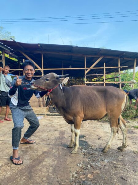 Sapi NO 15