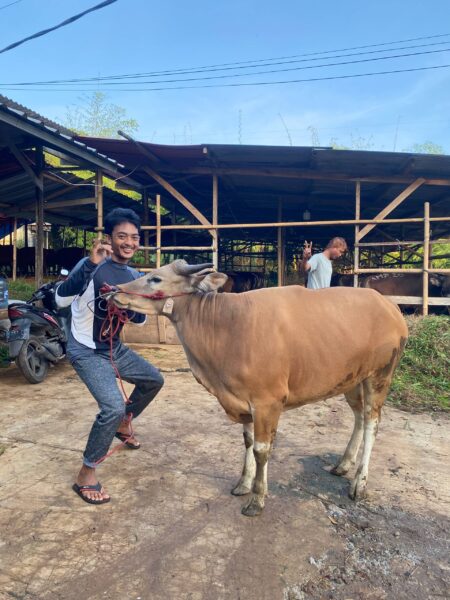 Sapi NO 16