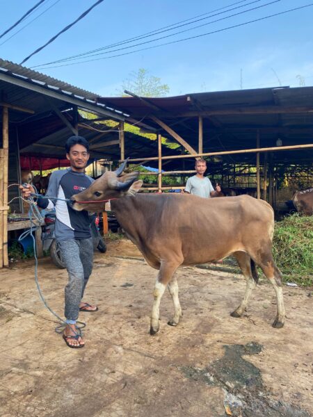 Sapi NO 18