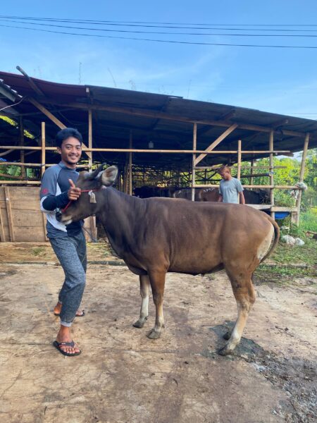 Sapi NO 19