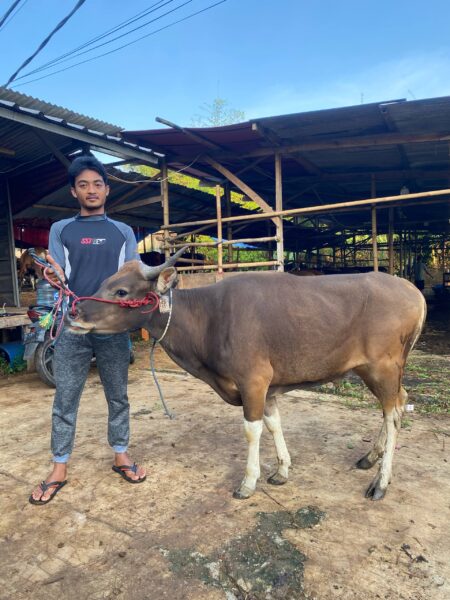 Sapi NO 20