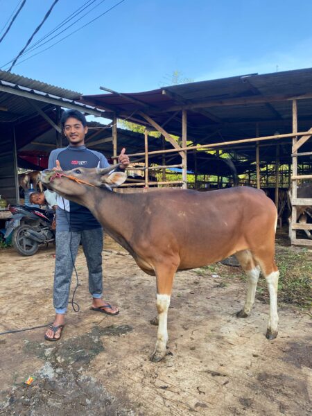 Sapi NO 22